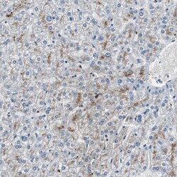Invitrogen PEDF Polyclonal Antibody 100 &mu;L; Unconjugated:Antibodies,