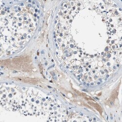 Invitrogen PEDF Polyclonal Antibody 100 &mu;L; Unconjugated:Antibodies,