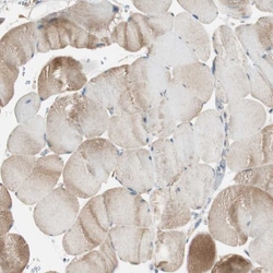 Invitrogen NCLN Polyclonal Antibody 100 &mu;L; Unconjugated:Antibodies,