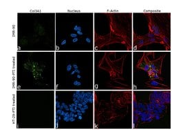 Invitrogen Collagen III Polyclonal Antibody 100 &mu;L; Unconjugated:Antibodies,