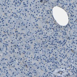 Invitrogen Collagen III Polyclonal Antibody 100 &mu;L; Unconjugated:Antibodies,