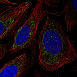 Invitrogen POLDIP2 Polyclonal Antibody 100 &mu;L; Unconjugated:Antibodies,
