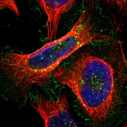 Invitrogen RAI3 Polyclonal Antibody 100 &mu;L; Unconjugated:Antibodies,