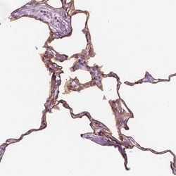 Invitrogen RAI3 Polyclonal Antibody 100 &mu;L; Unconjugated:Antibodies,