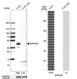 Invitrogen RAI3 Polyclonal Antibody 100 &mu;L; Unconjugated:Antibodies,