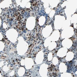 Invitrogen CBX4 Polyclonal Antibody:Antibodies:Primary Antibodies