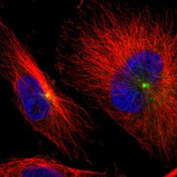Invitrogen AKAP9 Polyclonal Antibody:Antibodies:Primary Antibodies