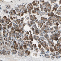 Invitrogen AKAP9 Polyclonal Antibody:Antibodies:Primary Antibodies