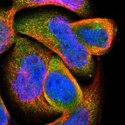 Invitrogen DPP8 Polyclonal Antibody 100 &mu;L; Unconjugated:Antibodies,