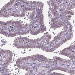 Invitrogen Amphiregulin Polyclonal Antibody 100 μL; Unconjugated:Antibodies,