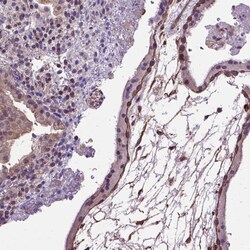 Invitrogen Amphiregulin Polyclonal Antibody 100 μL; Unconjugated:Antibodies,