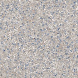 Invitrogen Attractin Polyclonal Antibody 100 &mu;L; Unconjugated:Antibodies,