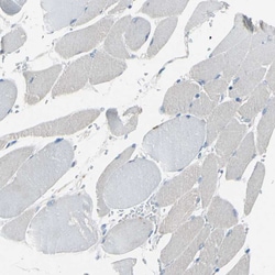 Invitrogen Attractin Polyclonal Antibody 100 &mu;L; Unconjugated:Antibodies,