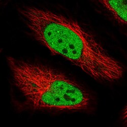 Invitrogen Bmf Polyclonal Antibody 100 μL; Unconjugated:Antibodies,