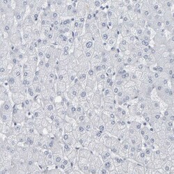 Invitrogen PYY Polyclonal Antibody 100 &mu;L; Unconjugated:Antibodies,