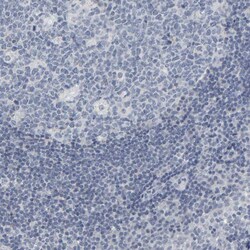 Invitrogen PYY Polyclonal Antibody 100 &mu;L; Unconjugated:Antibodies,