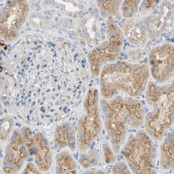 Invitrogen DKK3 Polyclonal Antibody 100 μL; Unconjugated:Antibodies,