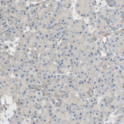 Invitrogen DKK3 Polyclonal Antibody 100 μL; Unconjugated:Antibodies,