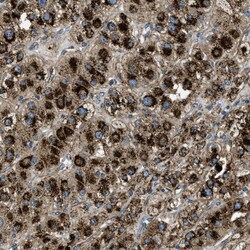 Invitrogen GNS Polyclonal Antibody 100 &mu;L; Unconjugated:Antibodies,