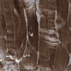Invitrogen APOBEC2 Polyclonal Antibody 100 &mu;L; Unconjugated:Antibodies,