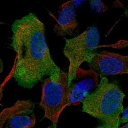 Invitrogen GAP43 Polyclonal Antibody 100 μL; Unconjugated:Antibodies,