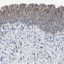 Invitrogen EMR3 Polyclonal Antibody 100 &mu;L; Unconjugated:Antibodies,