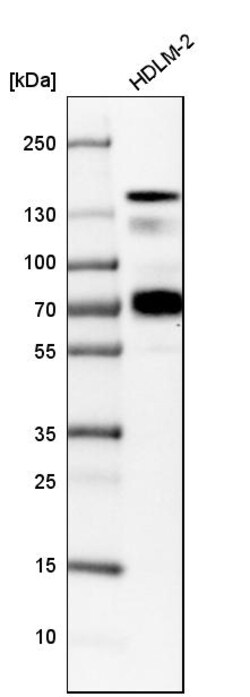 Invitrogen CD100 Polyclonal Antibody 100 &mu;L | Buy Online | Invitrogen&trade; | Fisher Scientific