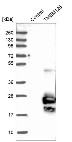 Invitrogen Tmem125 Polyclonal Antibody 100 &mu;L; Unconjugated:Antikörper