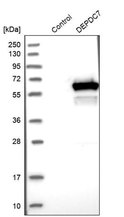 Invitrogen DEPDC7 Polyclonal Antibody 100 &mu;L; Unconjugated:Antibodies,