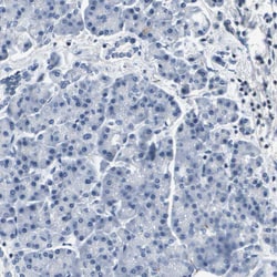 Invitrogen KCNQ5 Polyclonal Antibody 100 &mu;L; Unconjugated:Antibodies,