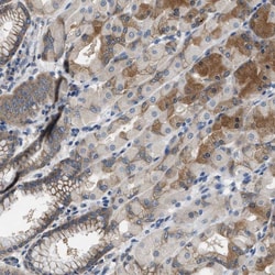Invitrogen TRIP15 Polyclonal Antibody:Antibodies:Primary Antibodies