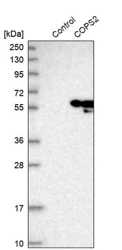 Invitrogen TRIP15 Polyclonal Antibody 100 &mu;L; Unconjugated:Antibodies,
