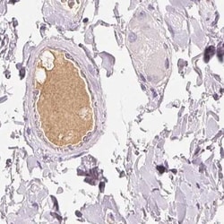 Invitrogen Afamin Polyclonal Antibody:Antibodies:Primary Antibodies