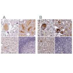 Invitrogen Afamin Polyclonal Antibody:Antibodies:Primary Antibodies