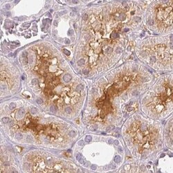 Invitrogen Afamin Polyclonal Antibody:Antibodies:Primary Antibodies