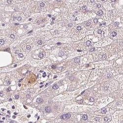 Invitrogen Afamin Polyclonal Antibody:Antibodies:Primary Antibodies