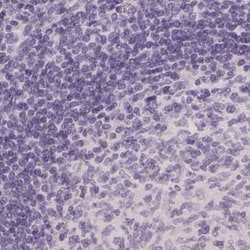 Invitrogen Afamin Polyclonal Antibody:Antibodies:Primary Antibodies