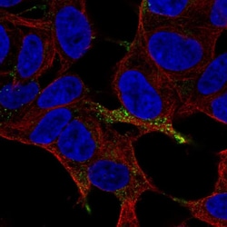Invitrogen™ Chromogranin A Polyclonal Antibody