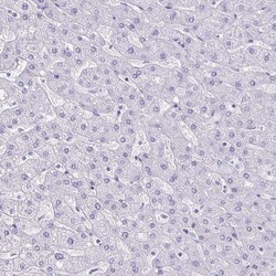 Invitrogen Chromogranin A Polyclonal Antibody 100 μL; Unconjugated:Antibodies,