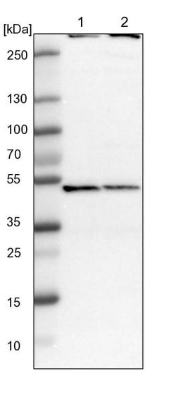 Invitrogen TRIP15 Polyclonal Antibody 100 &mu;L; Unconjugated:Antibodies,