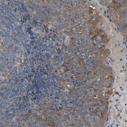 Invitrogen EMAP II Polyclonal Antibody 100 &mu;L | Buy Online | Invitrogen&trade; | Fisher Scientific