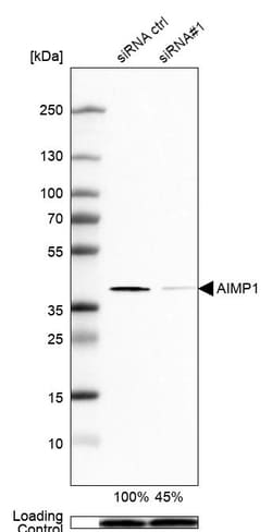 Invitrogen EMAP II Polyclonal Antibody 100 &mu;L | Buy Online | Invitrogen&trade; | Fisher Scientific