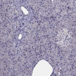 Invitrogen Angiopoietin 1 Polyclonal Antibody:Antibodies:Primary Antibodies