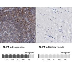 Invitrogen FNBP1 Polyclonal Antibody 100 &mu;L; Unconjugated:Antibodies,