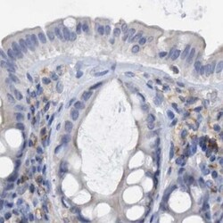 Invitrogen FNBP1 Polyclonal Antibody 100 &mu;L; Unconjugated:Antibodies,