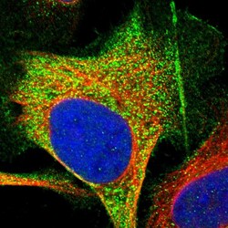 Invitrogen NCS1 Polyclonal Antibody 100 &mu;L; Unconjugated:Antibodies,
