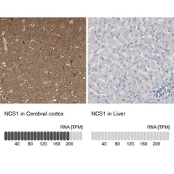 Invitrogen NCS1 Polyclonal Antibody 100 &mu;L; Unconjugated:Antibodies,