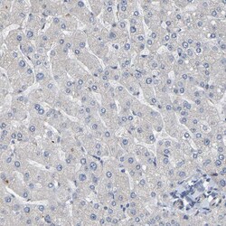 Invitrogen NCS1 Polyclonal Antibody 100 &mu;L; Unconjugated:Antibodies,
