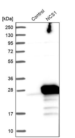Invitrogen NCS1 Polyclonal Antibody 100 &mu;L | Buy Online | Invitrogen&trade; | Fisher Scientific