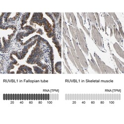 Invitrogen RUVBL1 Polyclonal Antibody 100 &mu;L; Unconjugated:Antibodies,